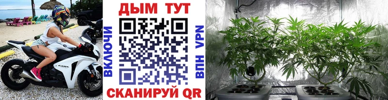 Конопля SATIVA & INDICA  кракен зеркало  Белозерск  купить наркотик 